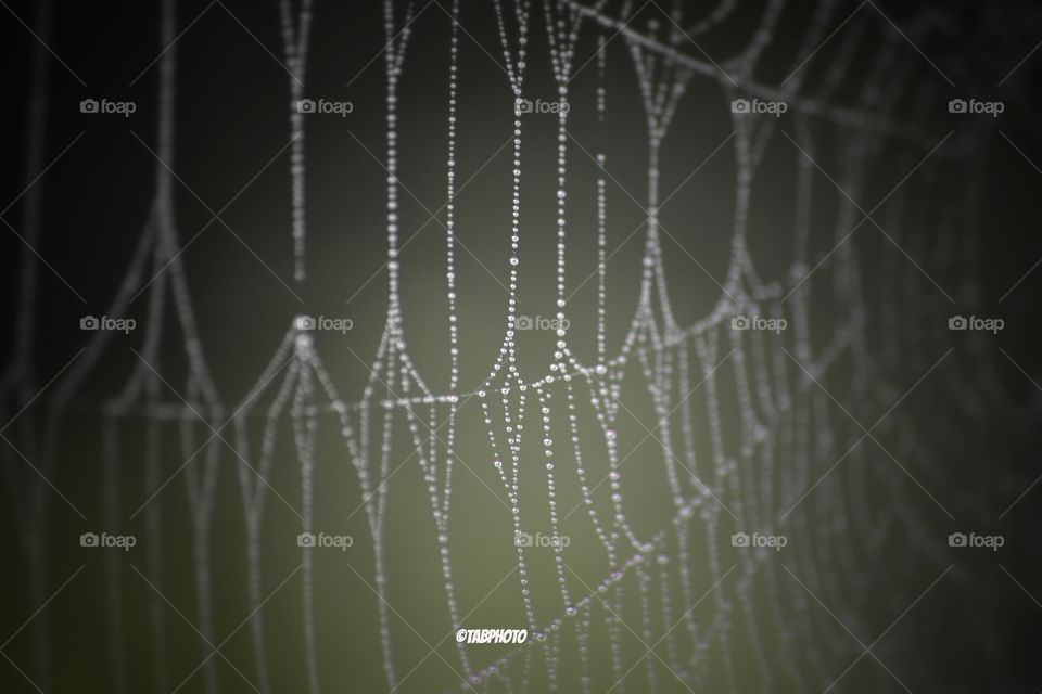 Spiderweb, Spider, Cobweb, Trap, Arachnid