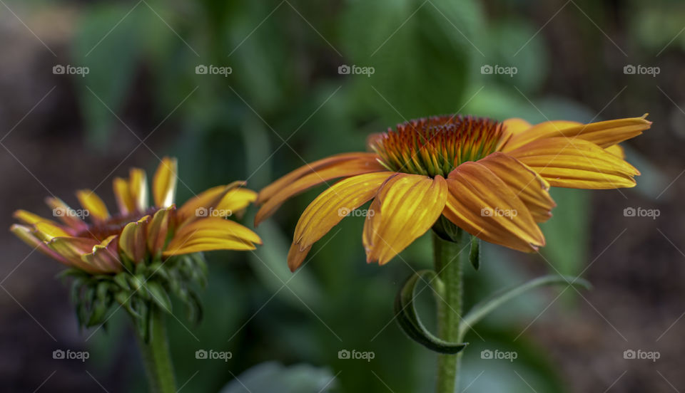 Come flower side angle view