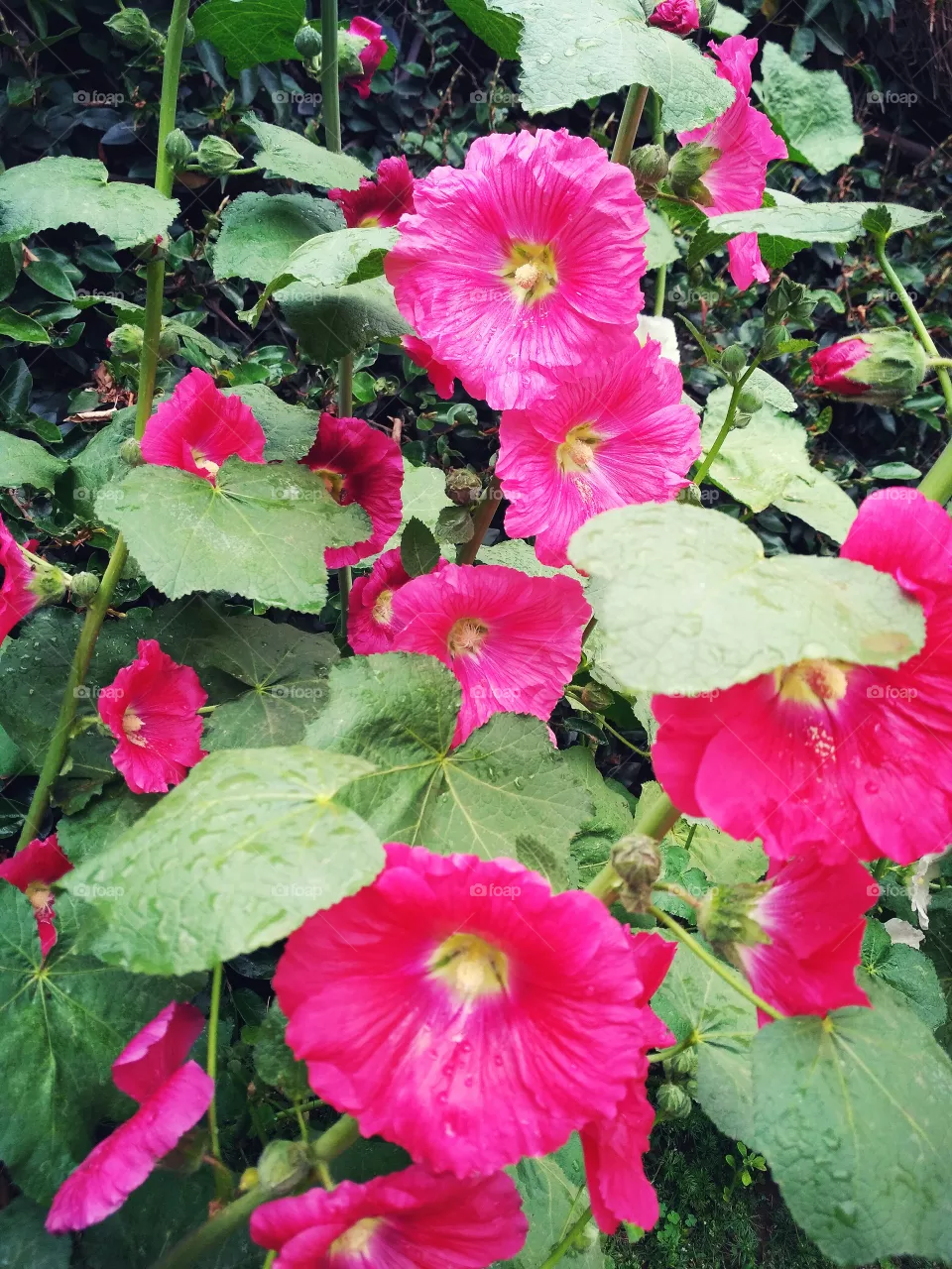 Flowers