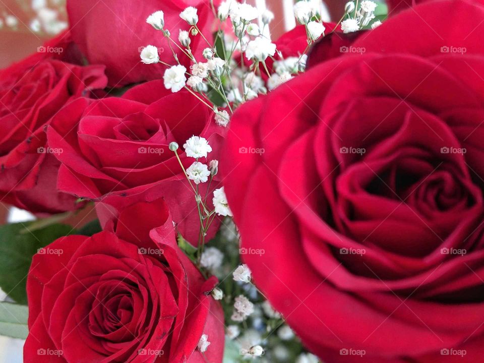 Happy Valentine's day, here is a close up of some beautiful red roses.
