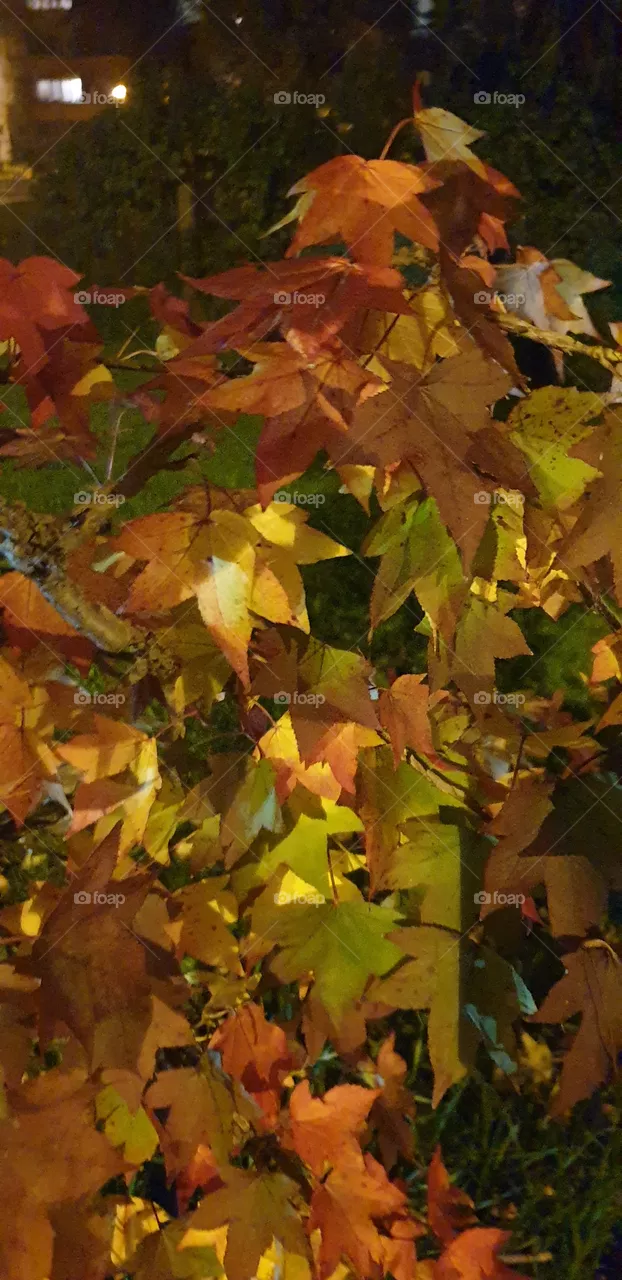 autumn colors