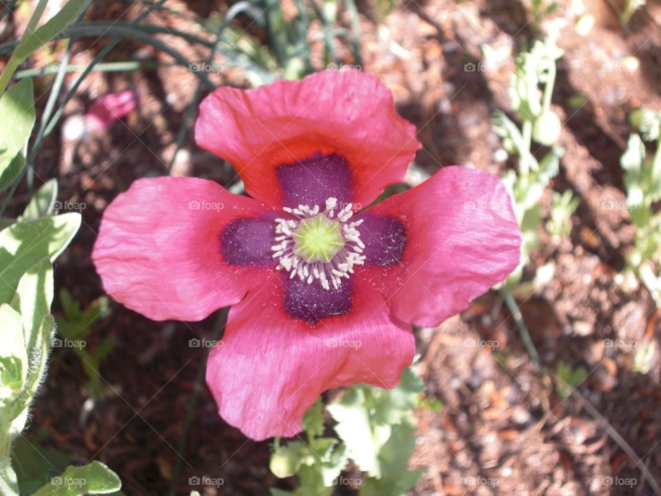 Pink Flower - Desert