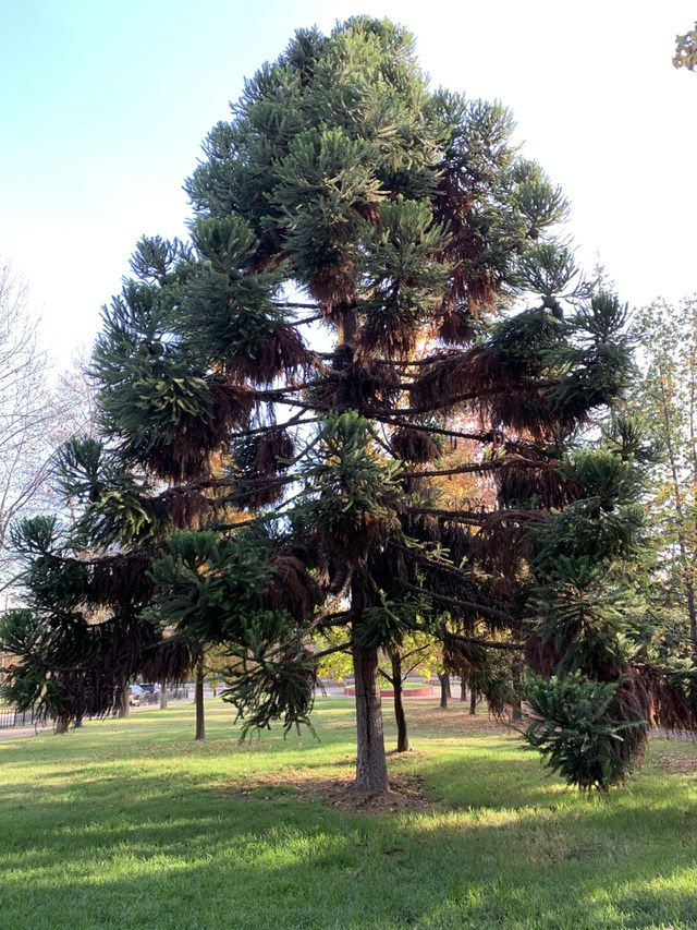 Araucaria hermosa