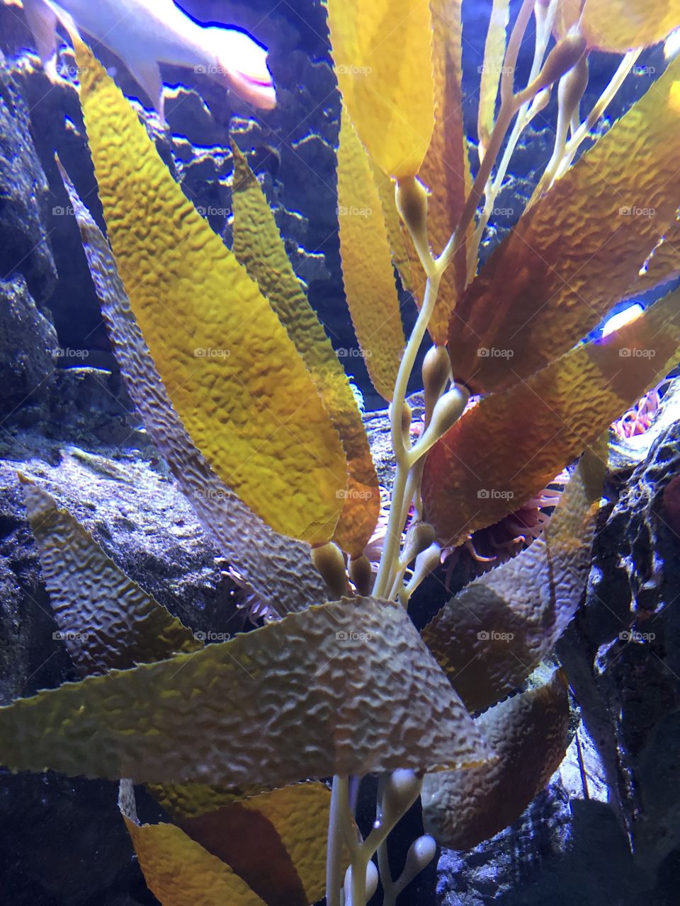 Seaweed from the aquarium in Boston 