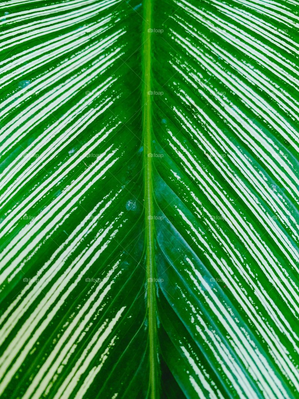 LEAF