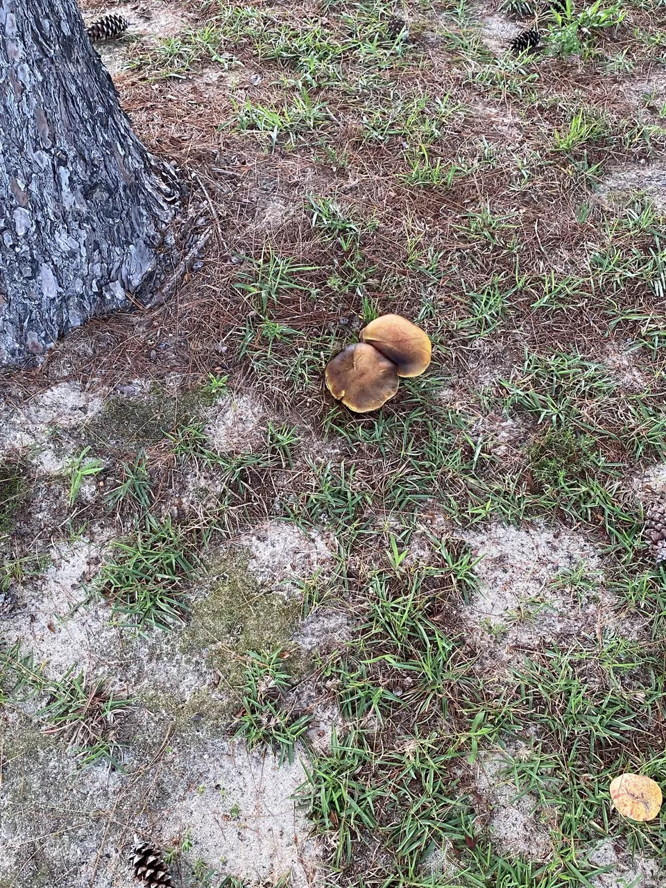 Mushroom 