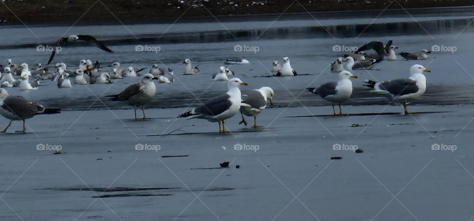 Seagauls are standing on the ice and swim around it on a cold winter day in search for food