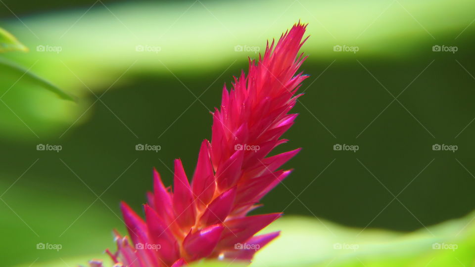Flower in macro