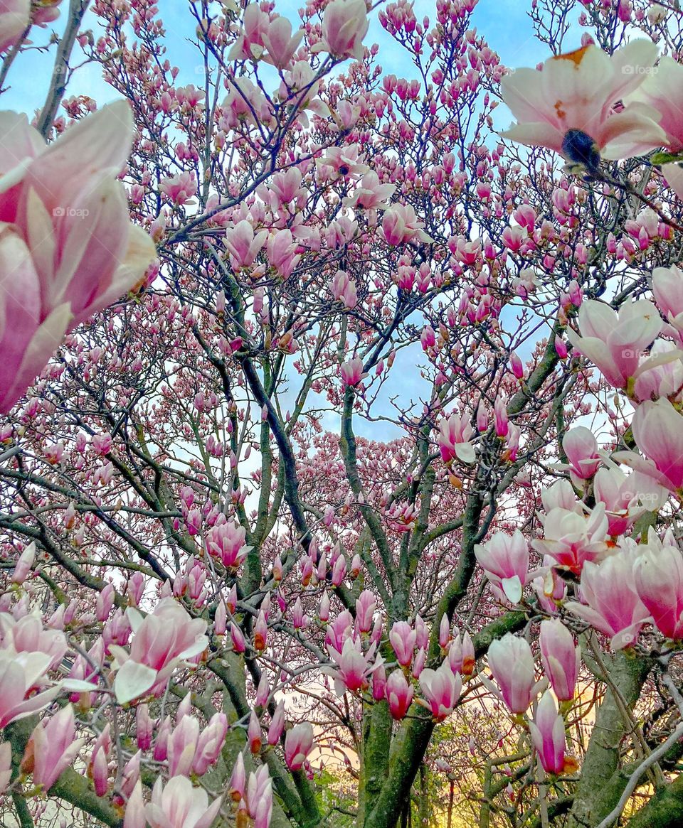 The saucer magnolia or sometimes the tulip tree, is a hybrid flowering Magnolia plant.