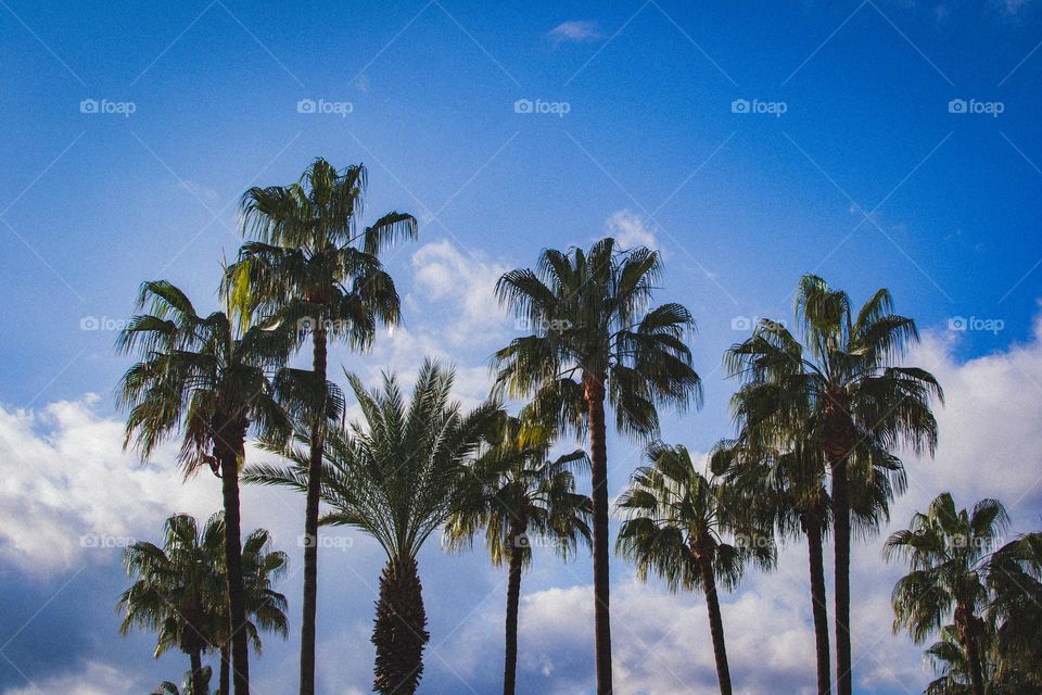 Palm trees 