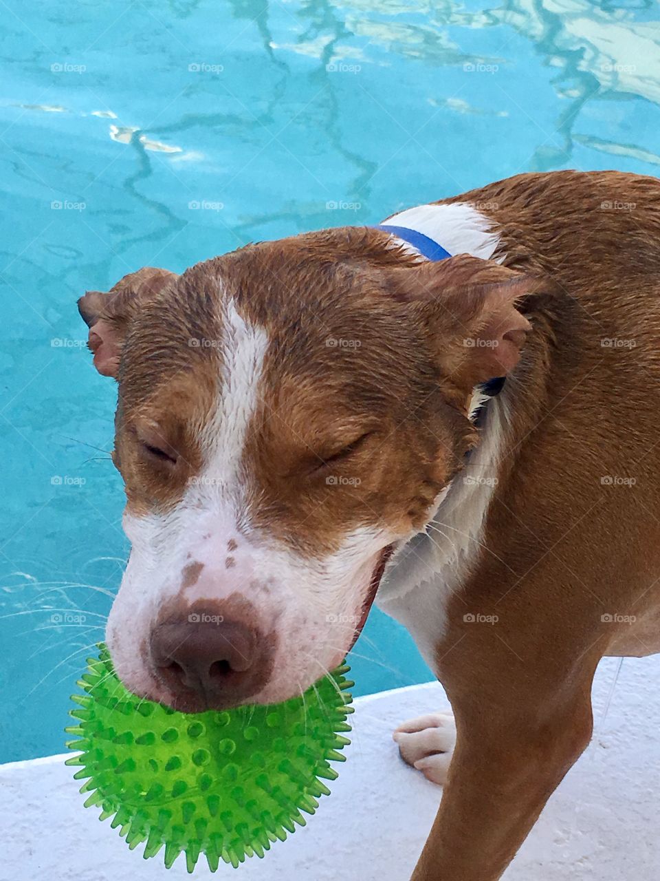 Happy smiling wet pitbull with green ball by pool