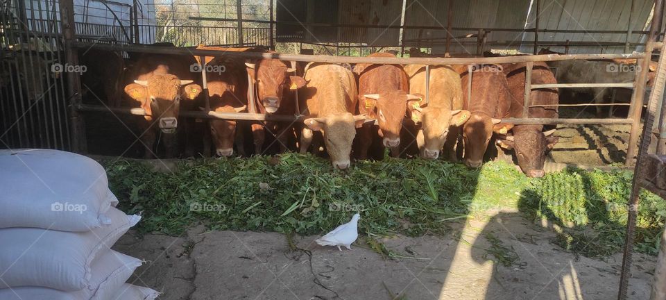 Animals are cute creatures