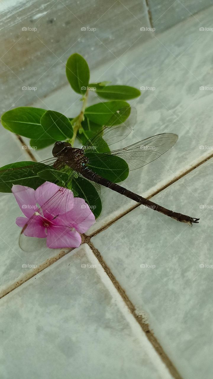 Dragonfly and flower.