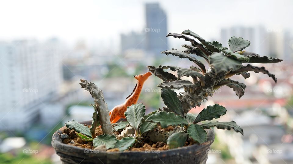 Dorstenia on terrace