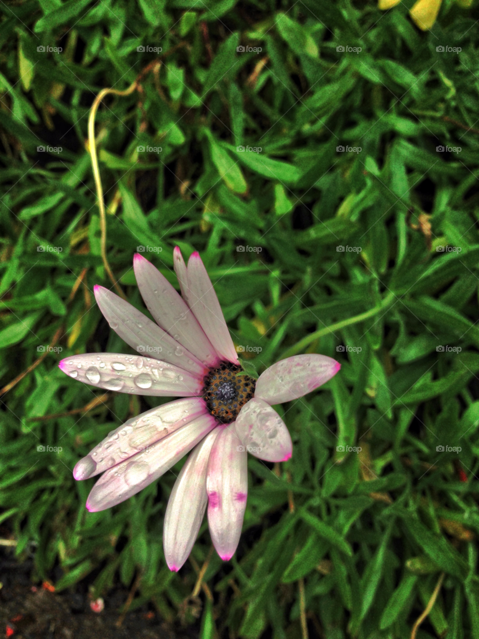 iridescent flower flower yorkshire by samueldibb
