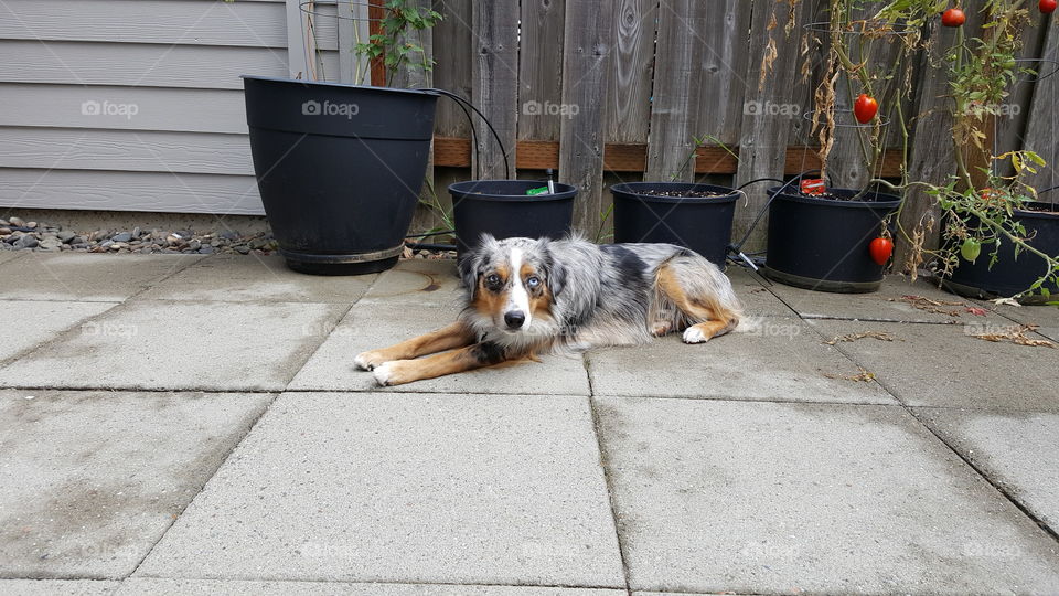 Mini Australia Shepherd