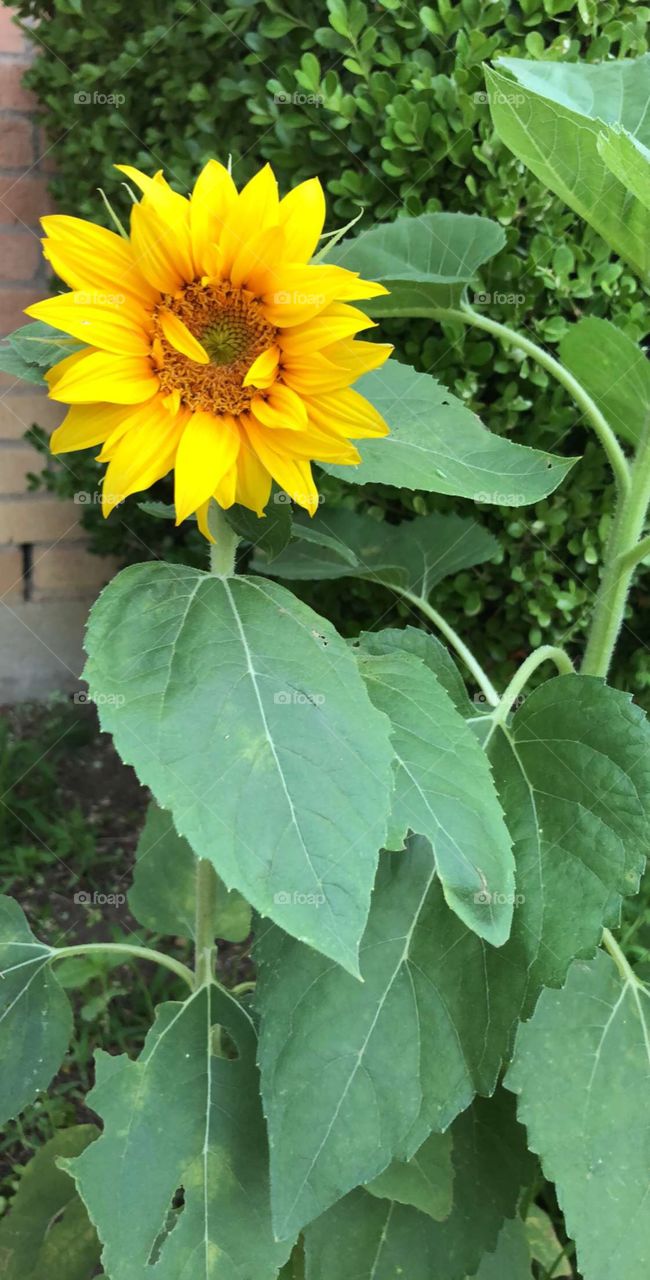 #sunflower #flower #garden #nature 