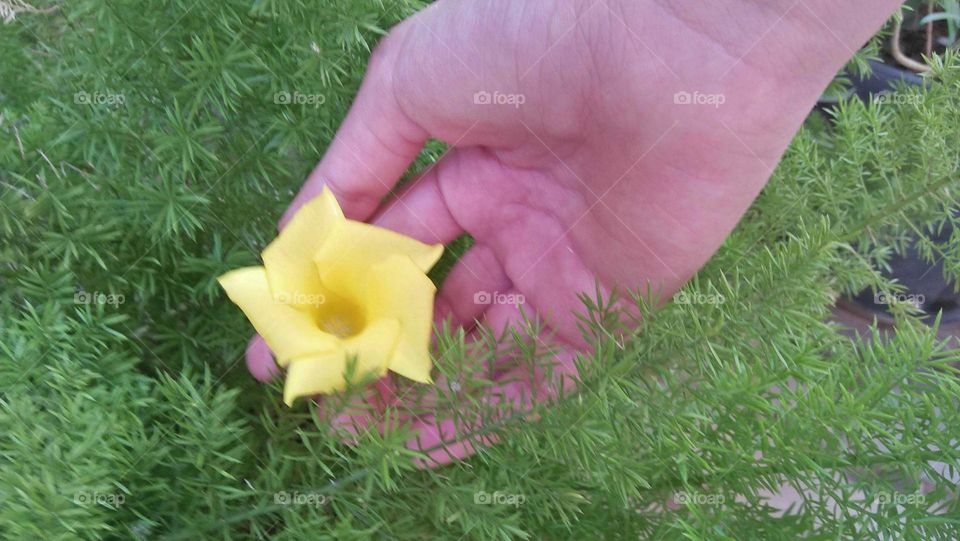 My hand holding a small yellow flower.