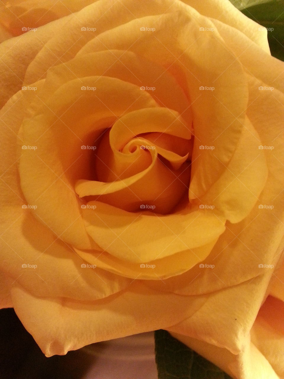 yellow rose. LOVE