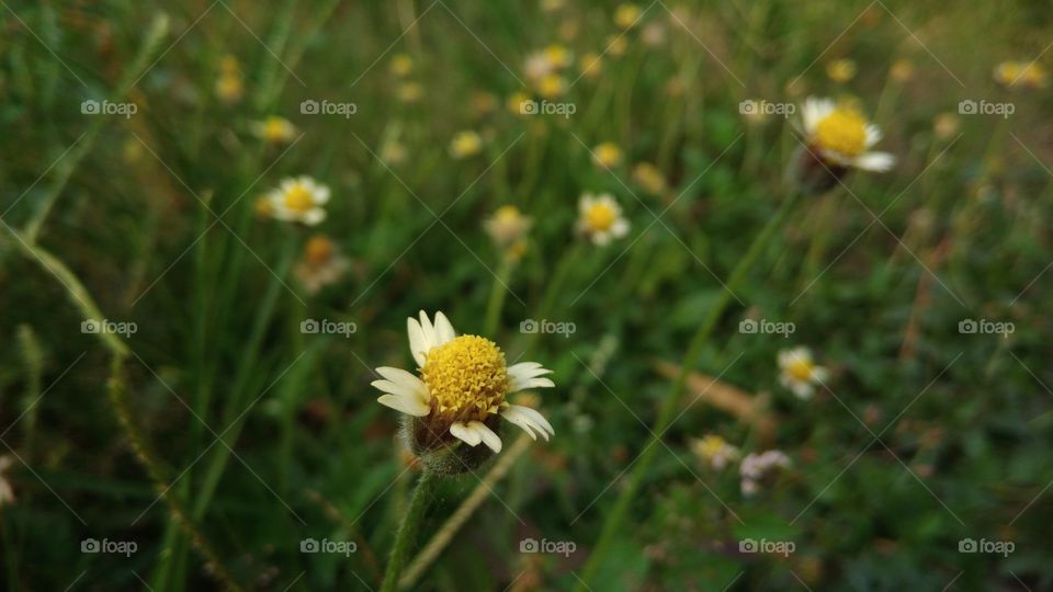 Grass Flowers ..