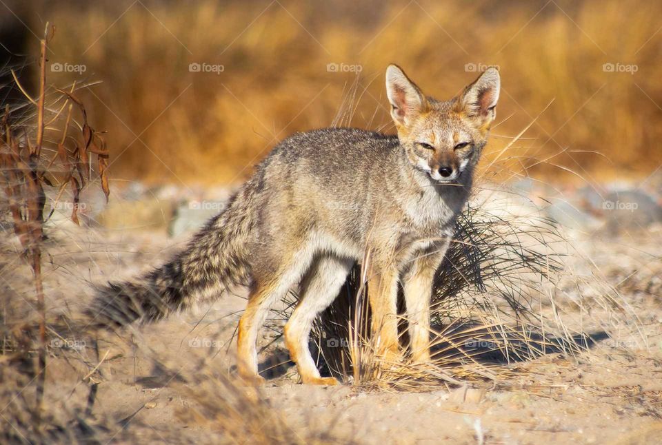 fox culpeo of the altiplano