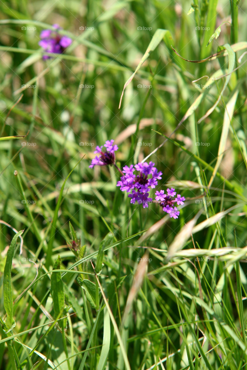 Texas Wildflowers