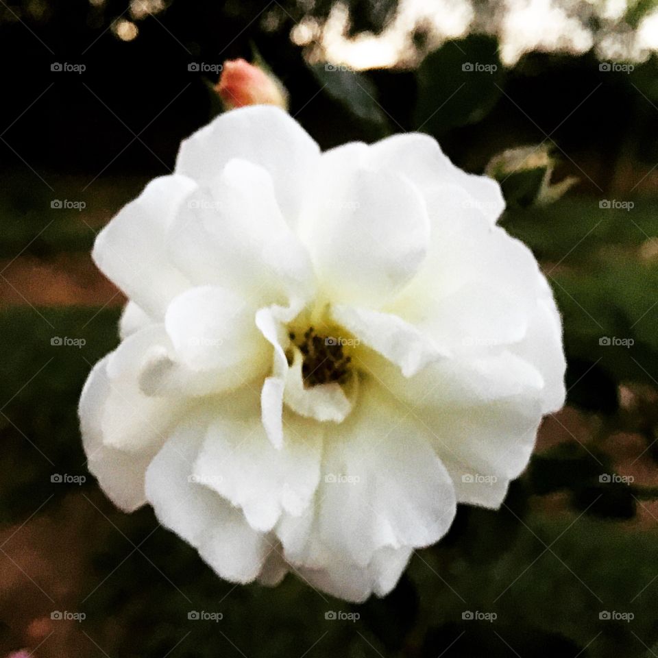 🌺Fim de #cooper!
Suado, cansado e feliz, alongando e curtindo a beleza das #flores.
🏁
#corrida #treino #flor #flower #flowers #pétalas #pétala #jardim #jardinagem #garden #flora #run #running #esporte #alongamento 