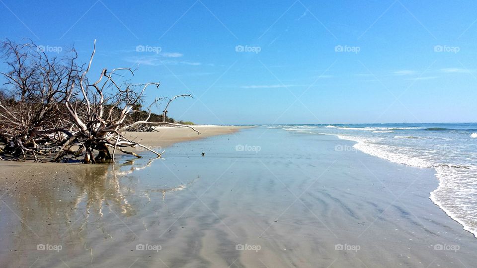 Driftwood on the Beach