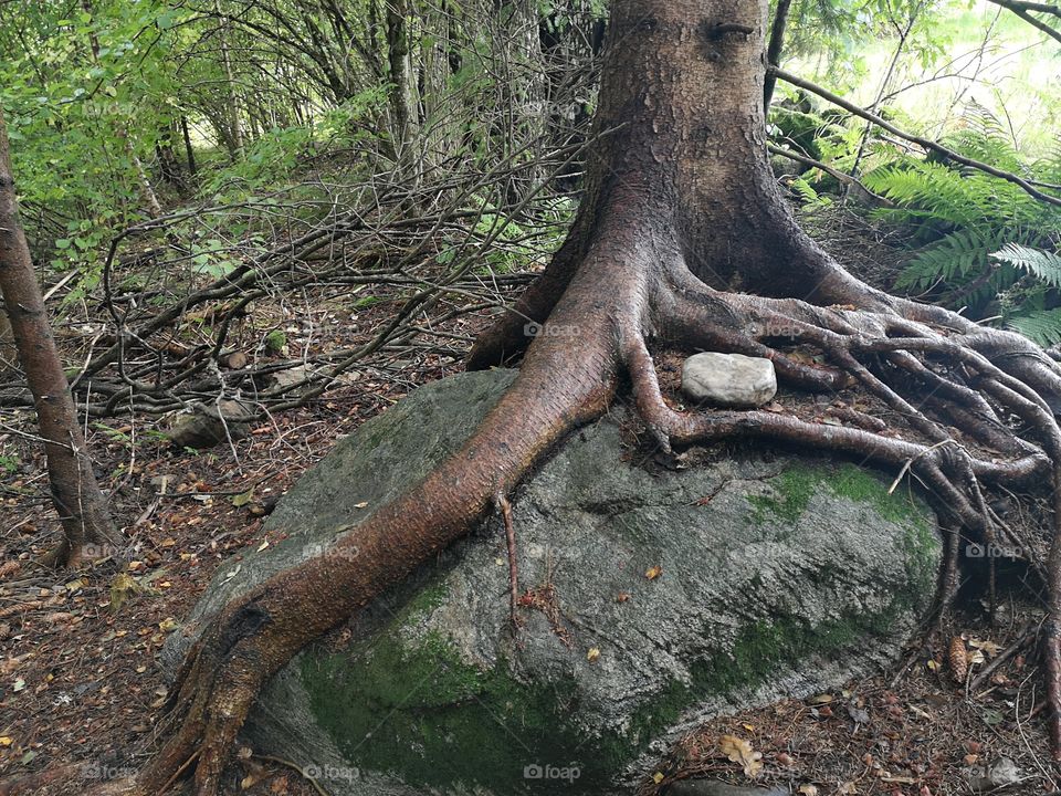 The roots of the tree embrace the stone