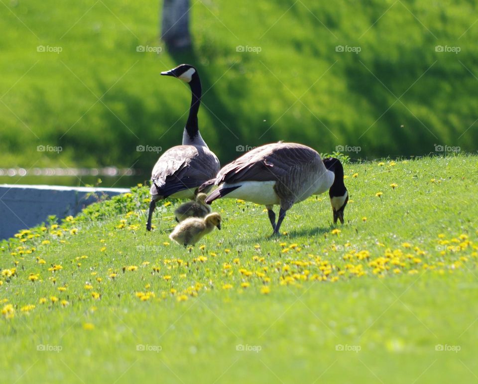 What do I like about Canada?