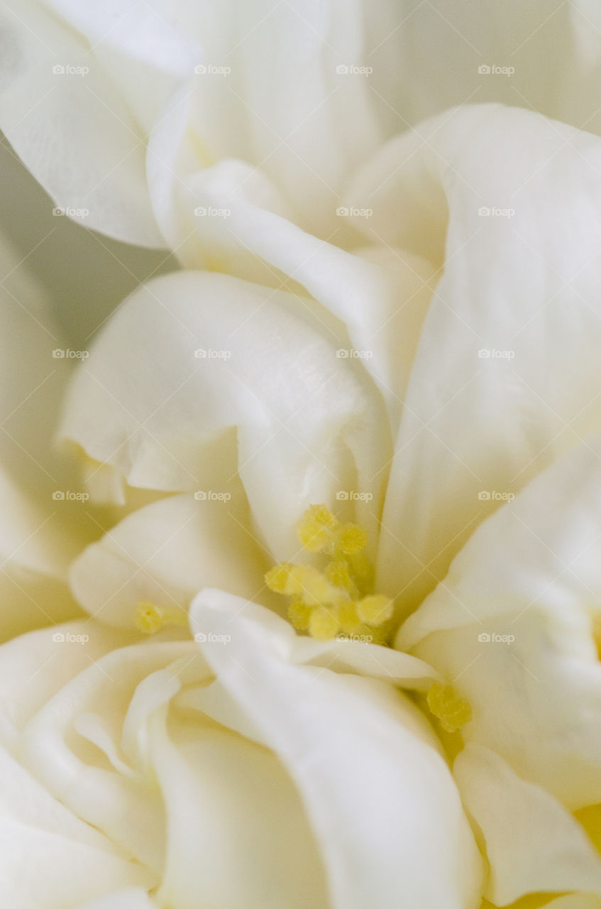 white beauty flower