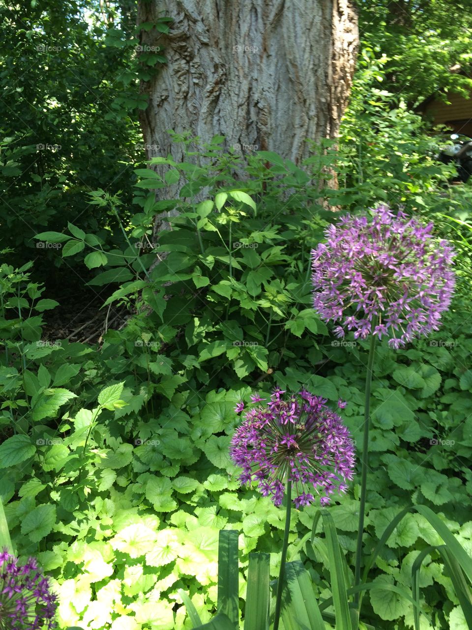 Allium . Spring front yard