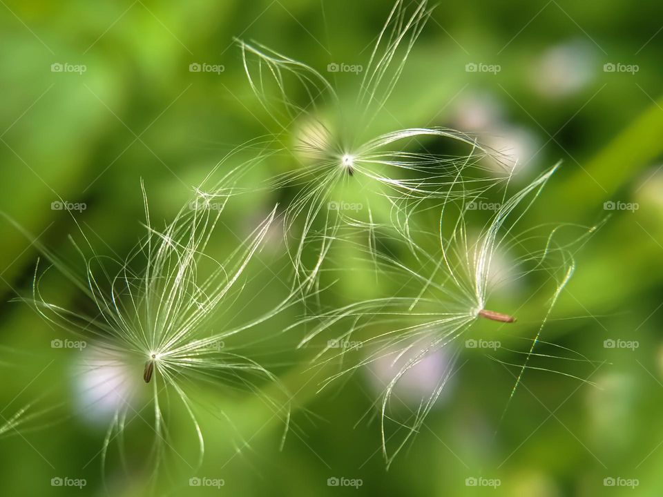 Wild flower seeds.