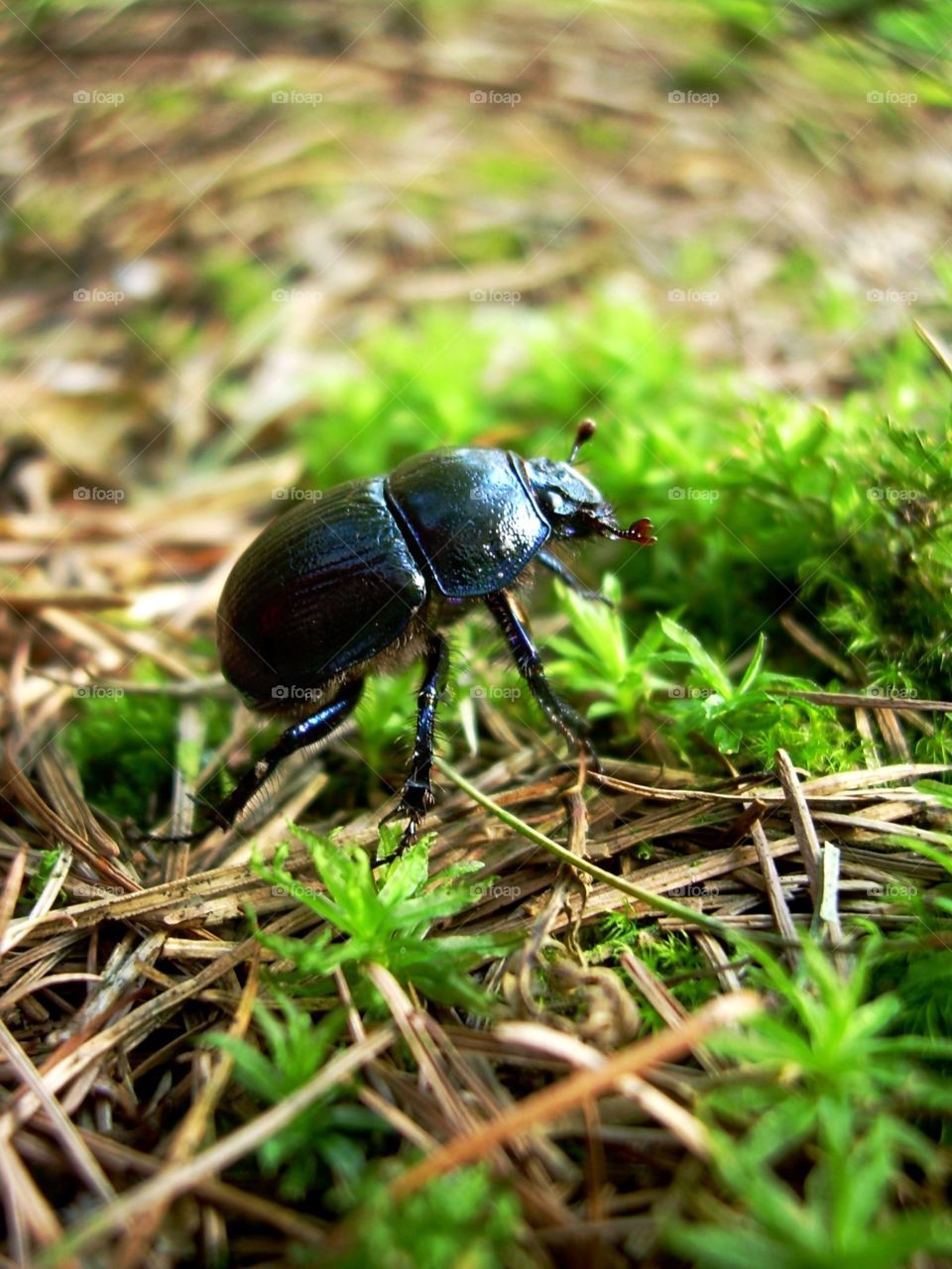 Darkly colored dung beetle 