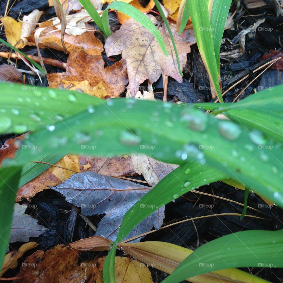 Water droplets on a rainy fall day