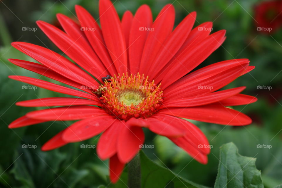 Red flower