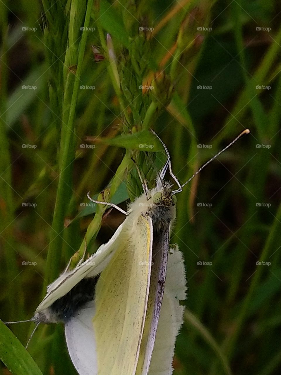 Life in the grass