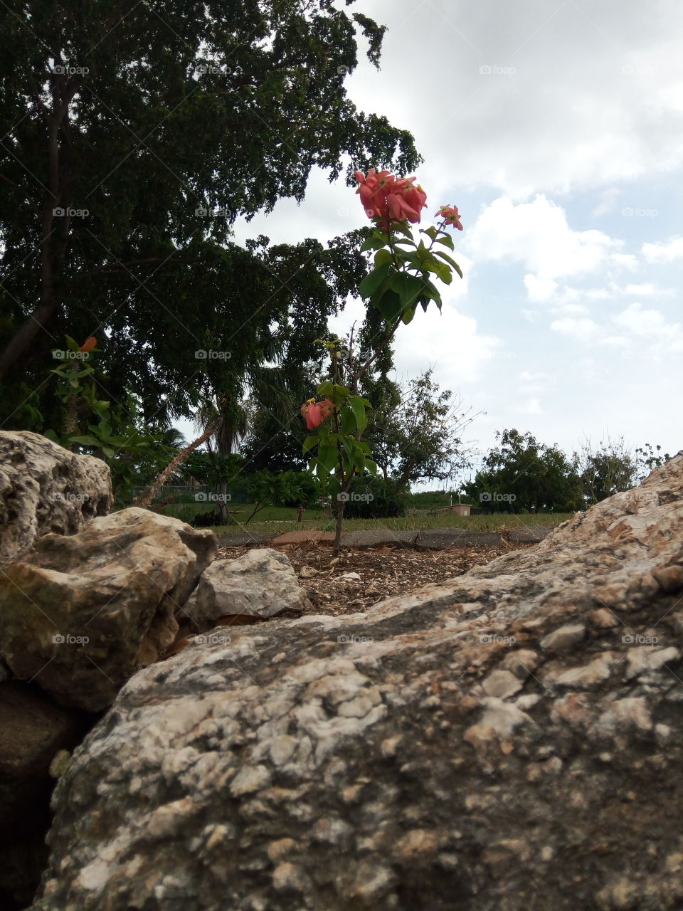 out of rocklike  grounds