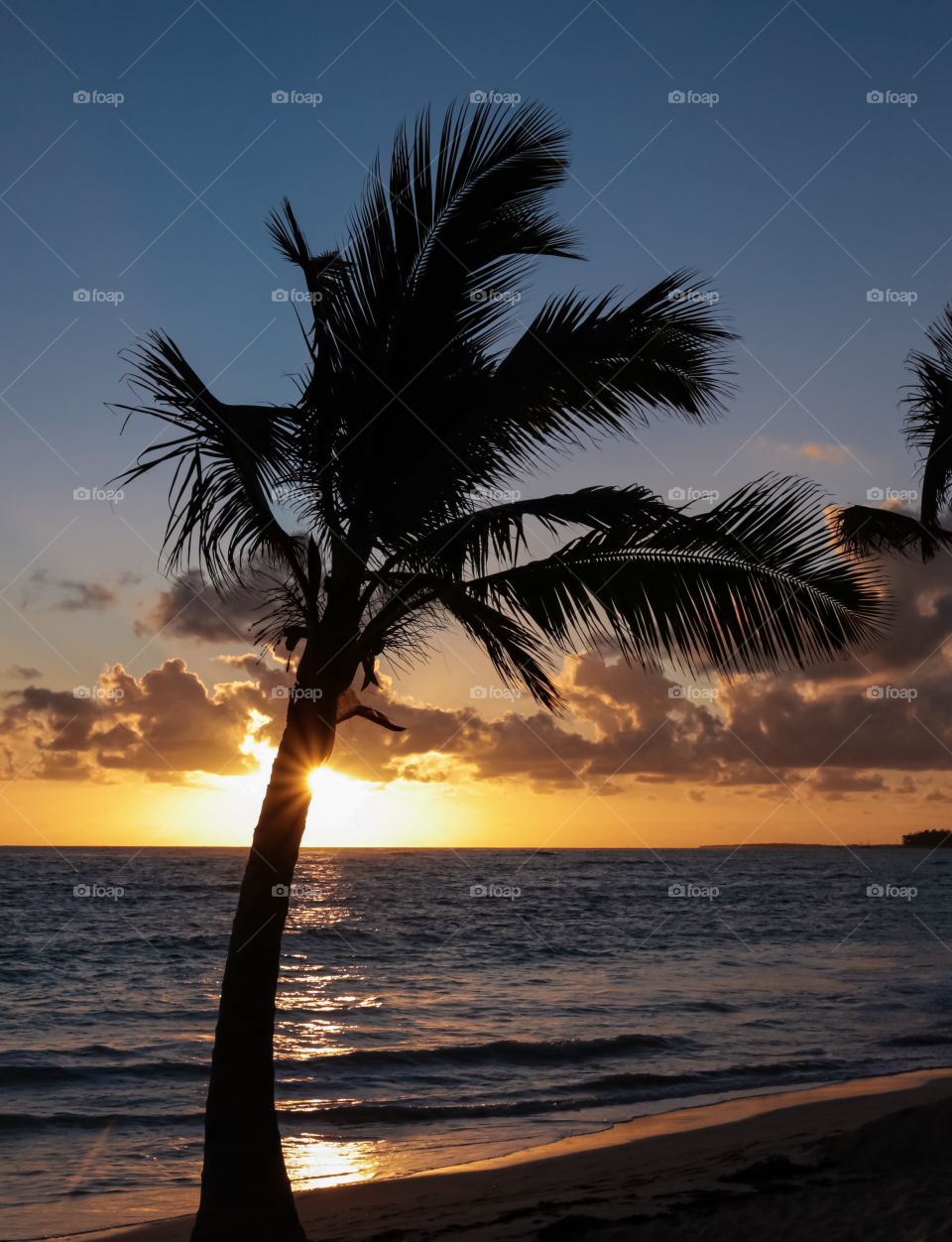 Palm tree on the ocean beach at sunset