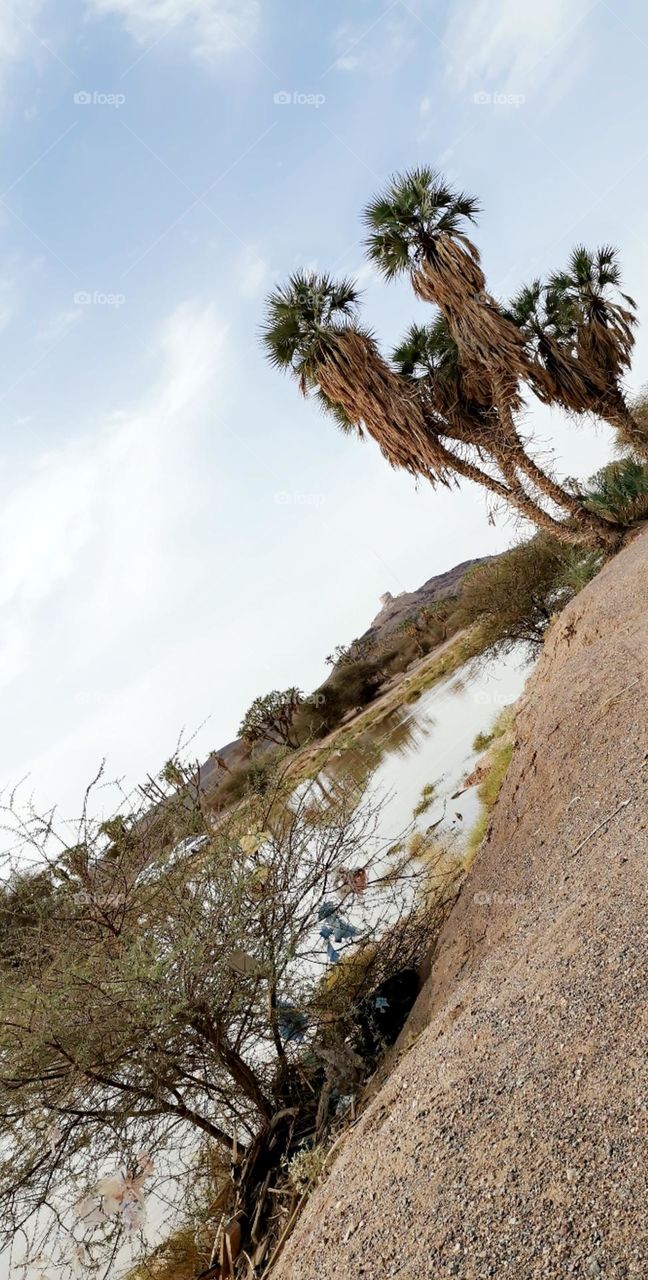 Desert after rain and return to life
