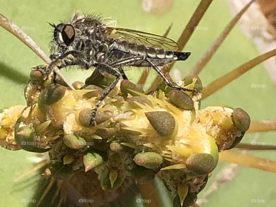 Beautiful fly on cactus in spring 