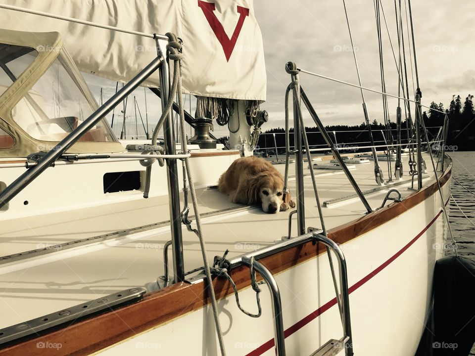 Dog on a sail boat