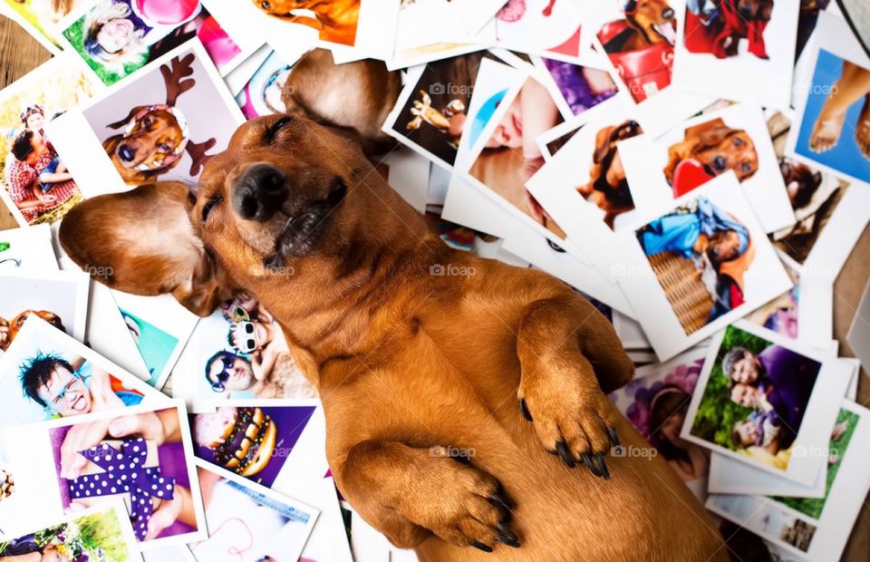 High angle view of dog resting at indoors