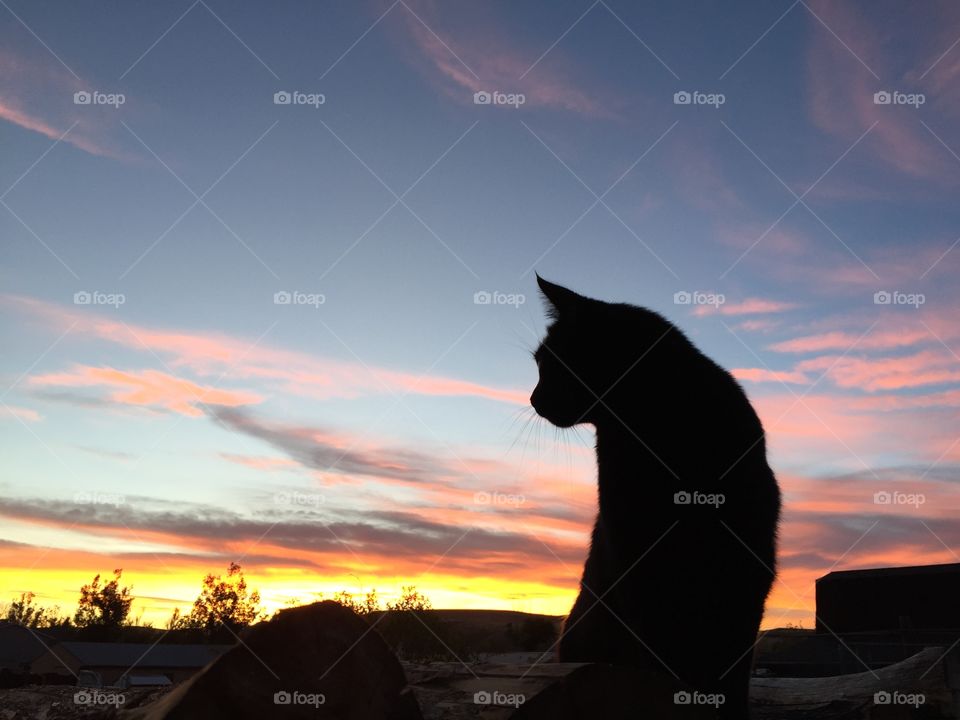 Jade Silhouette Sunset. Our cat, Jade, enjoying the sunset