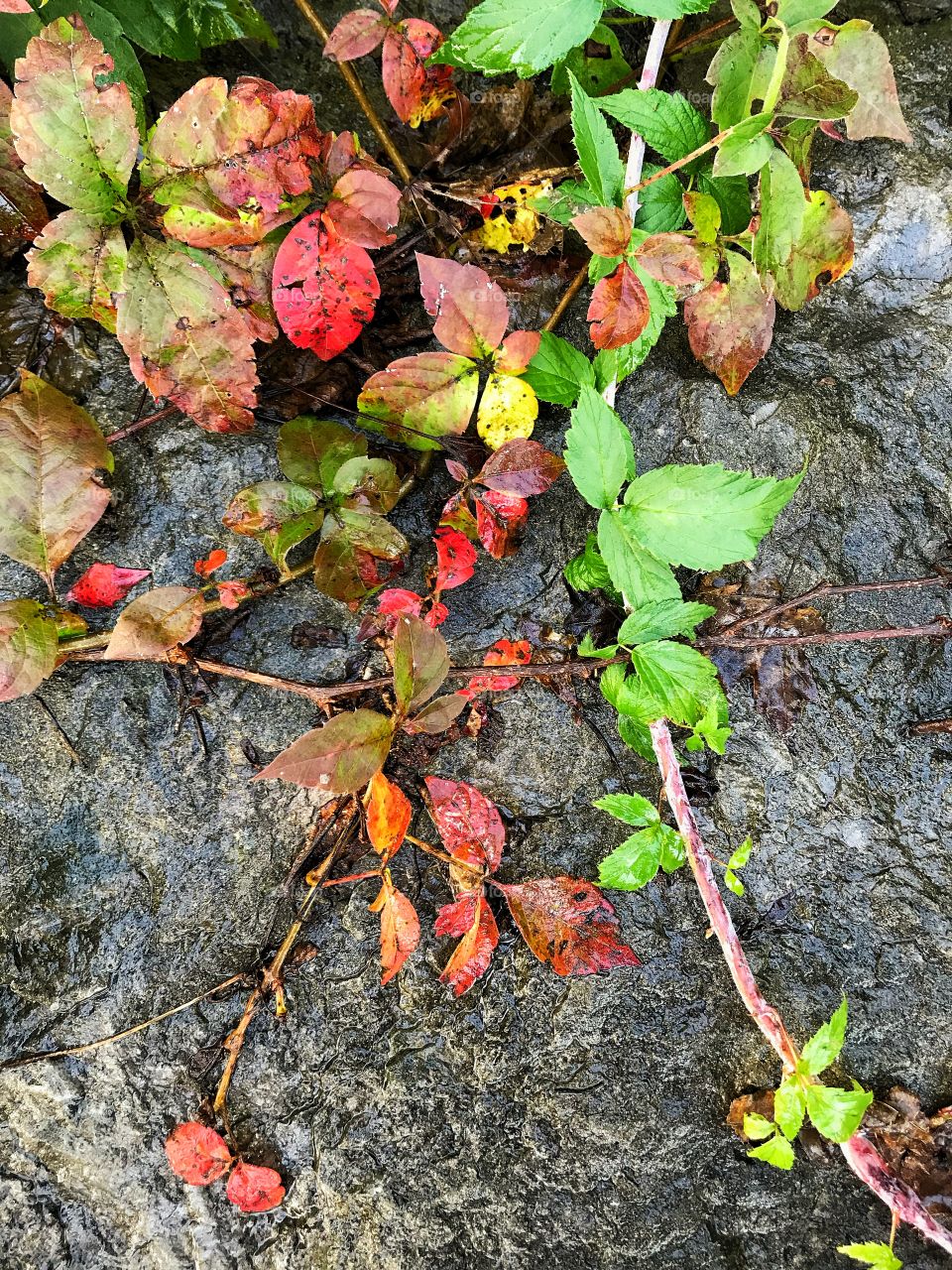  Creeping vines