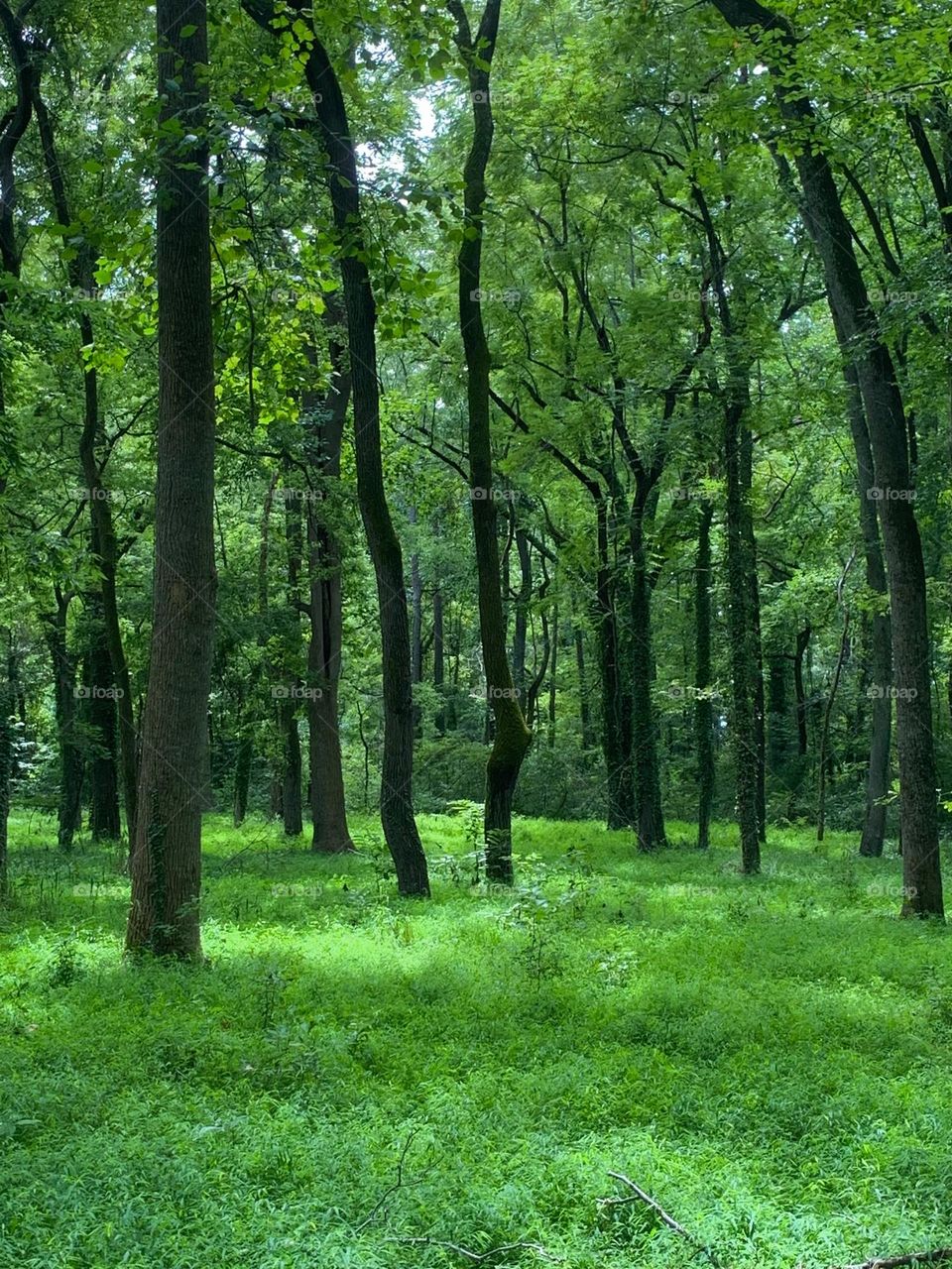 Green woods