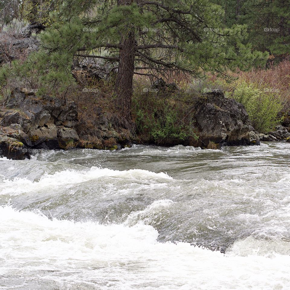 The beautiful spring waters of the Deschutes River in Central Oregon flows along its ponderosa pine tree covered banks near Lava Island. 