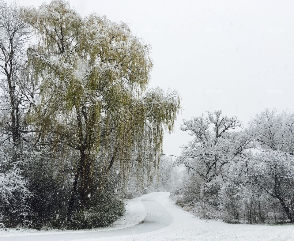 Empty snowy road in forest
