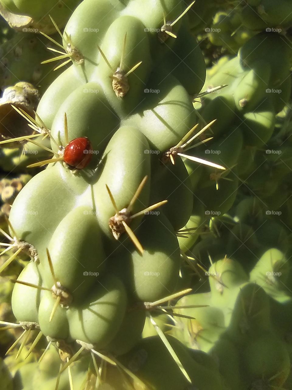 Ladybug & Cactus