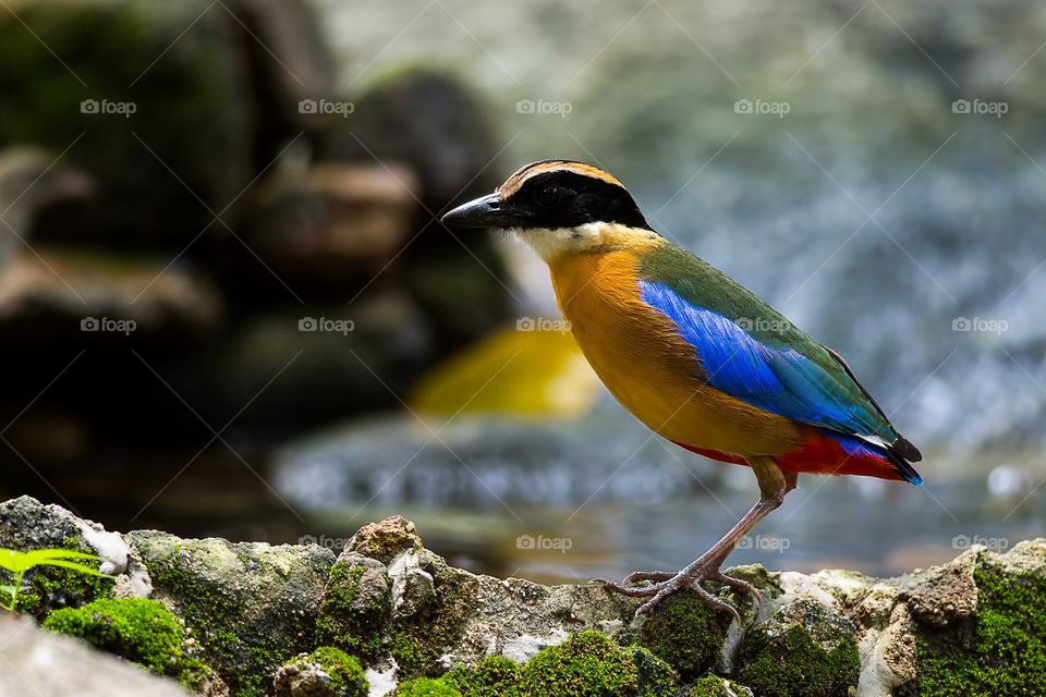 Close-up of blue-winged pitta on rock